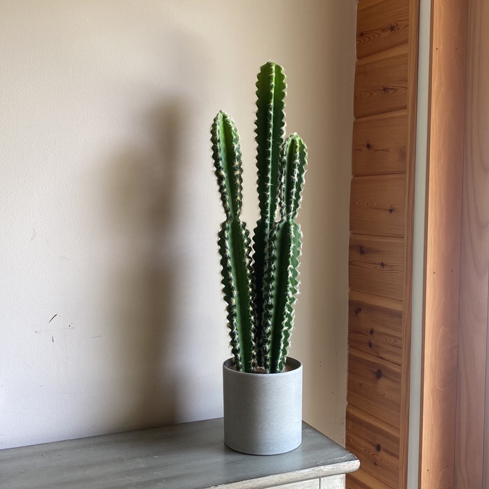 Ashland faux cactus